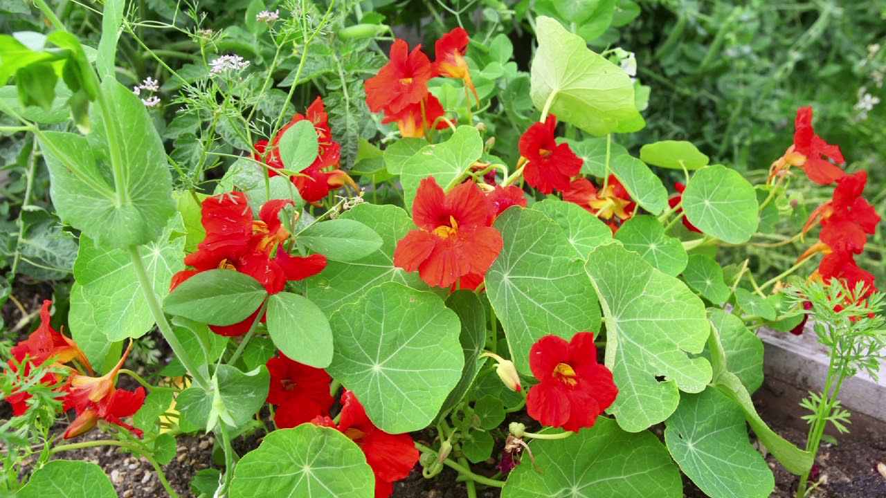 Edmonton Gardens in Bloom