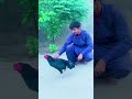 Rai musadiq aman bhatti aseel murga tiktok from khushab aseel shorts viral trending aseel