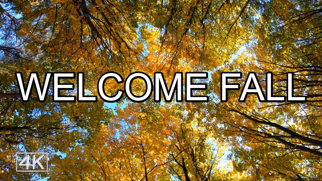 Beautiful Fall Forest with Golden Leaves - Rest and Relaxation Nature Video - Static Shot - 4K UHD