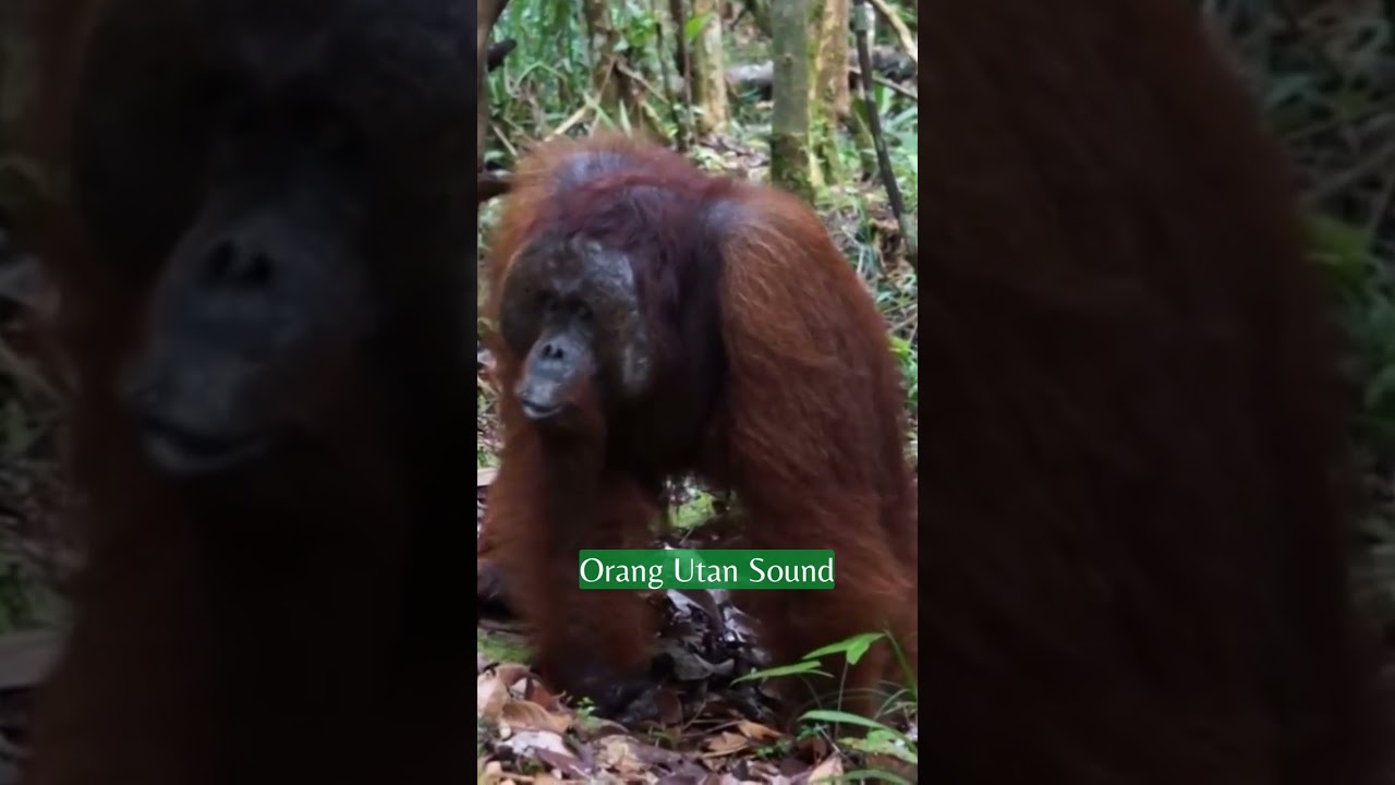 ORANG UTAN SOUND | NatureXploration 