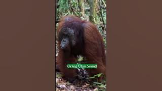 ORANG UTAN SOUND | NatureXploration #shorts #nature #animalsounds
