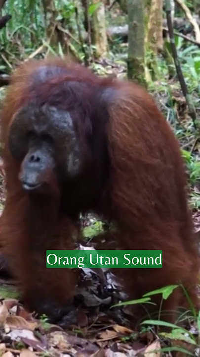 ORANG UTAN SOUND | NatureXploration #shorts #nature #animalsounds