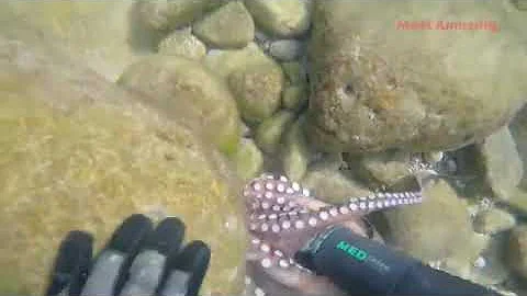 Amazing Hunting Giant Octopus Underwater, Divingunder the sea to Catch Big Octopus #MostAmezingDJ