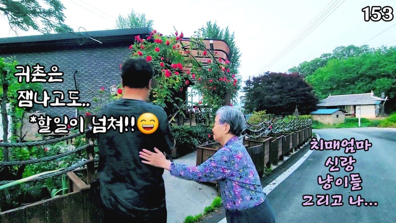 😃꽃잔치/ 냥이들/에 행복한 귀촌 일상(일상브이로그)