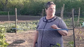 Как спасти смородину и черешню от птиц