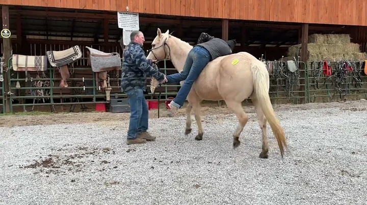 Sold 6643-palomino QH mare 15yr old 15h $1,000+40 coggins Deadline 12/19/25