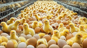 The Future of Poultry: Discover How Chicken Farms Use Technology to Produce Millions of Chicks