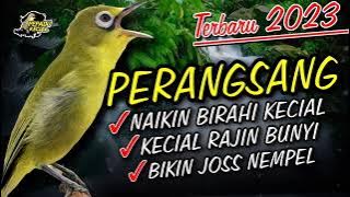 Masteran Kecial Kuning PERANGSANG Ampuh Bikin Kecial ( BIRAHI RAJIN BUNYI NEMPEL )‼️| PEPADU KECIAL