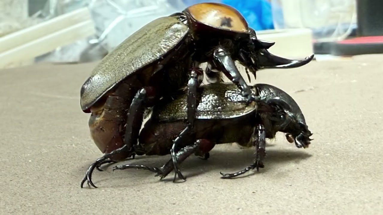 ヨツボシヒナカブトの飼育方法｜ペアリングから幼虫管理まで | 六脚堂