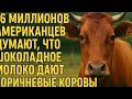 Правда ли, что 16 миллионов американцев думают, что коричневые коровы дают шоколадное молоко?