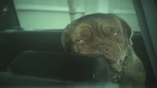 Tom Hanks Yells At A Dog For Eating The Car