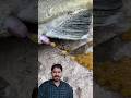 machhli kitna ek saath mein anda deti hai #shorts #viral #nature 🐟
