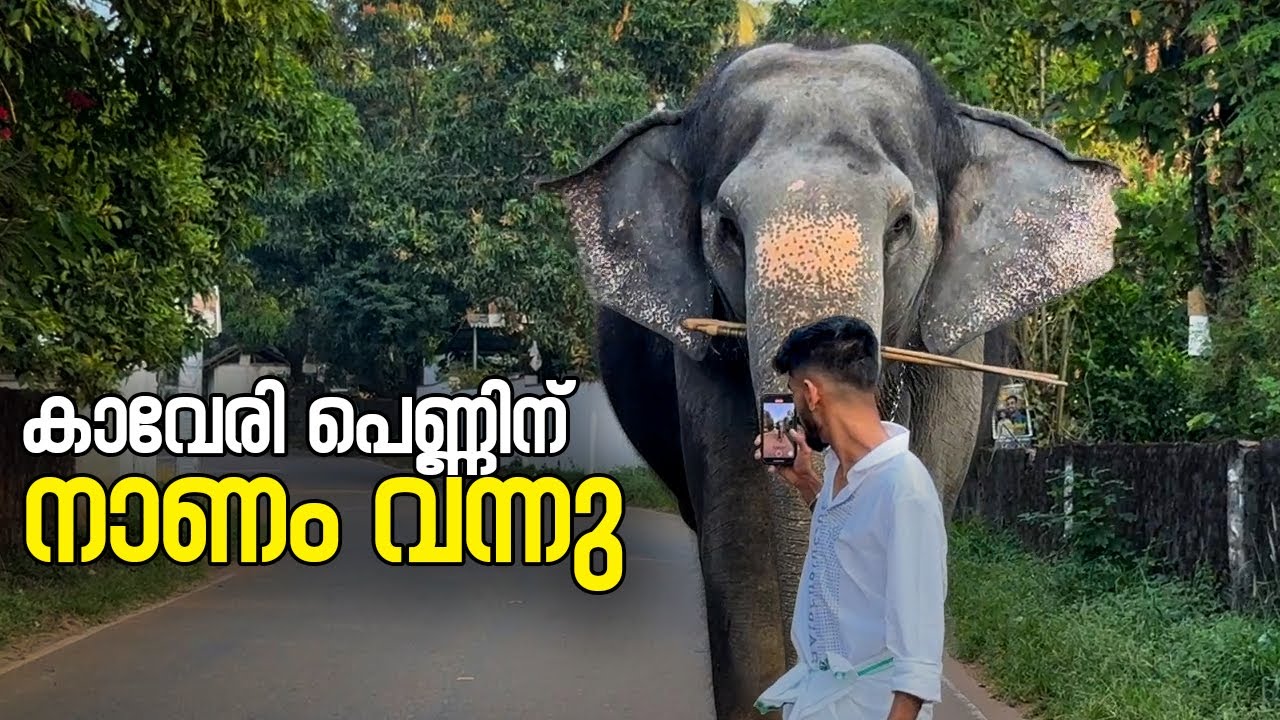 കാവേരി പെണ്ണിന് നാണം വന്നു  I Kaveri Elephant Malappuram 
