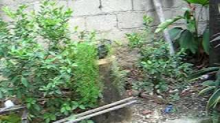 MVI_3267.AVI