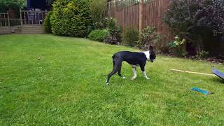 Boston Terrier  Ruby  super fast running in the garden