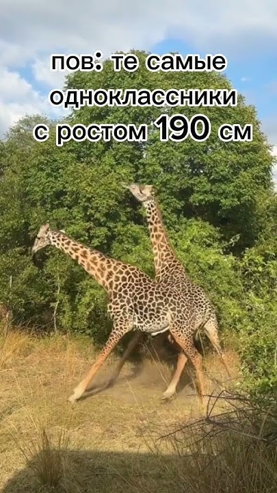 так дерутся жирафы #мем #рекомендации #мемы #memes #юмор #жираф #жирафы ...