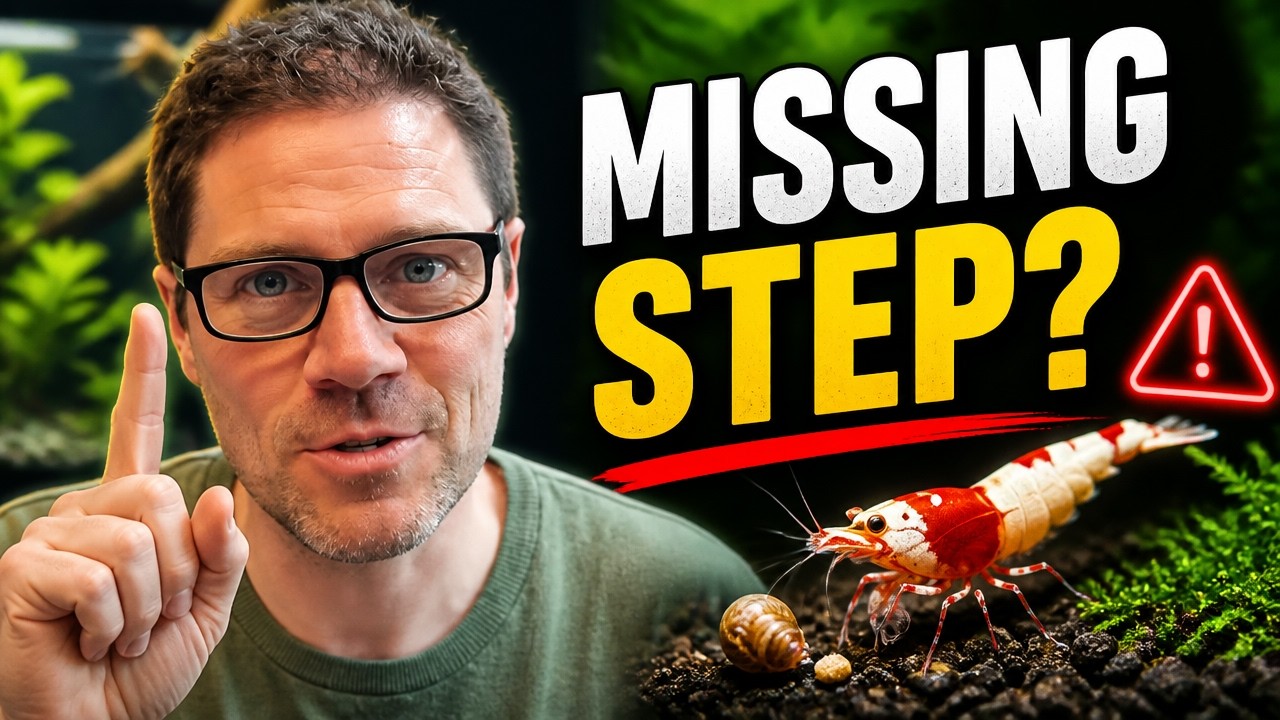 The Missing Step That's Killing Your Shrimp
