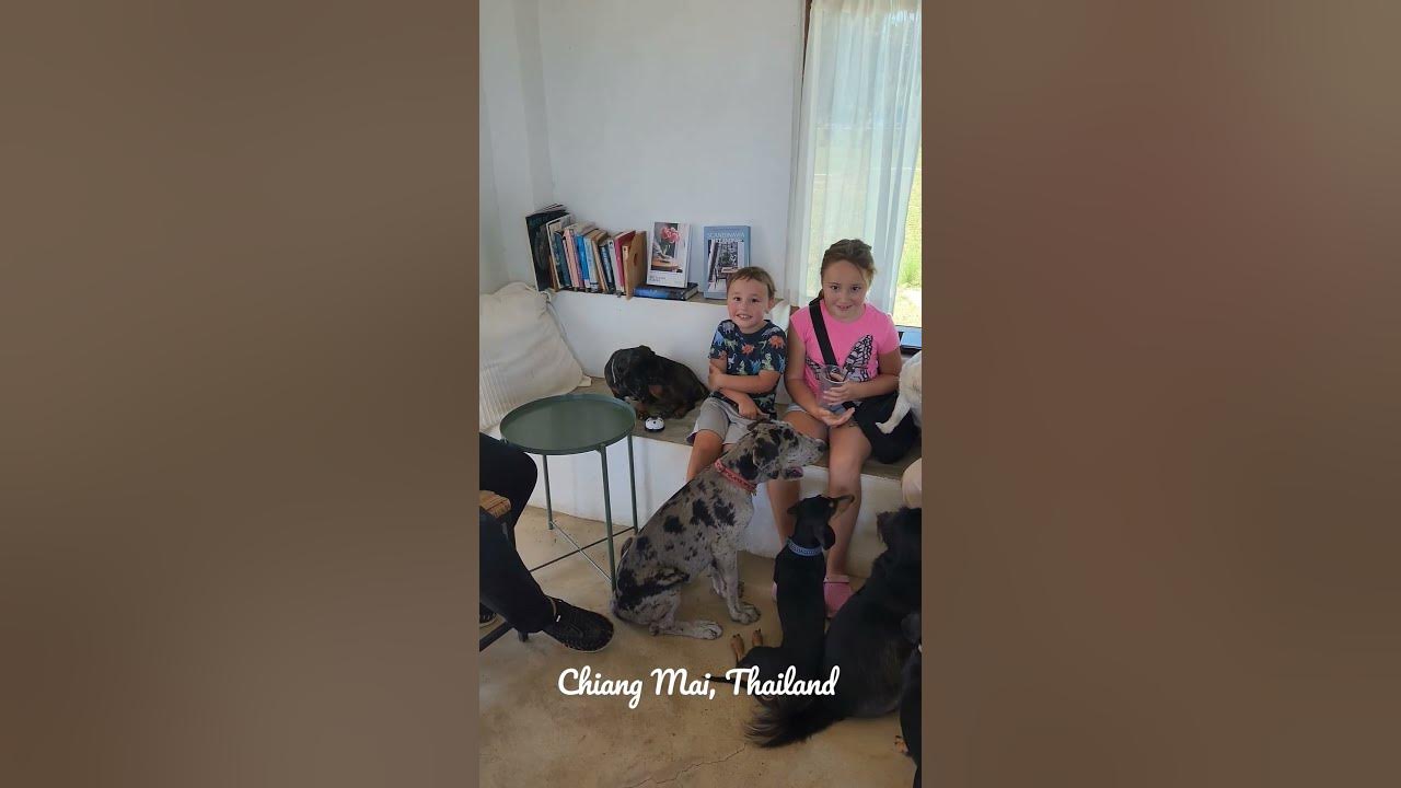 Dog rings bell for a treat shorts thailand YouTube