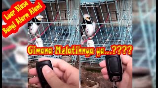 VIRAL : Kicau Burung Seperti Alarm Mobil | Video Trending