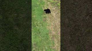 Bear Forages for Food Unconcerned by People