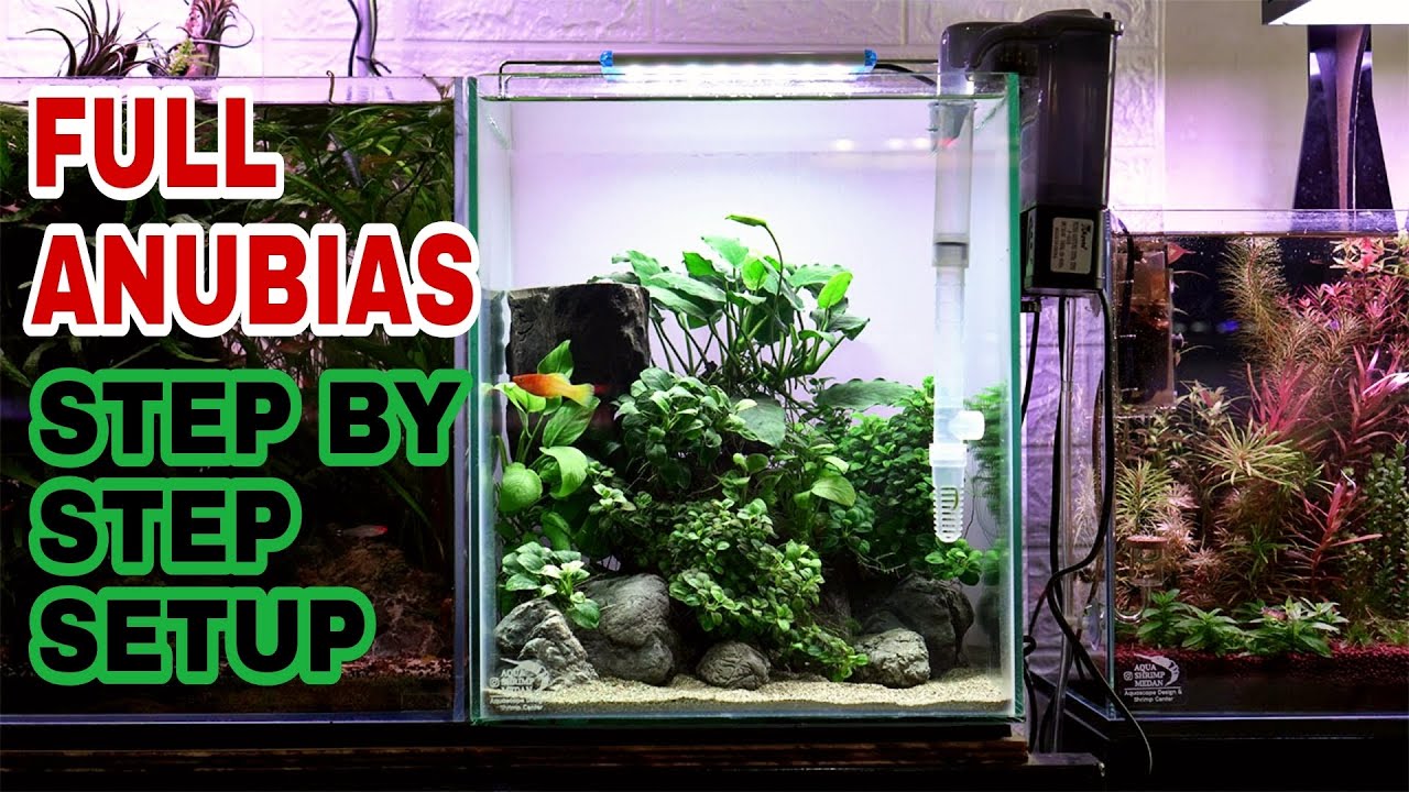 ‼️Aquascape Nano Tank Full Anubias 😀