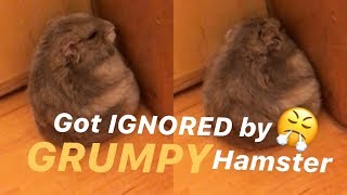 Grumpy Hamster Ignoring Owner??? ♥wukong_qq♥