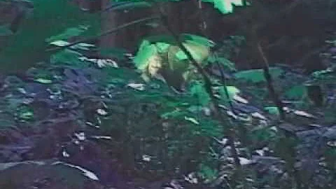 Protect Your Forest - Old growth vs. second growth or plantations.wmv