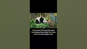 Pandas fall asleep wherever they happen to be. #fypシ #shorts