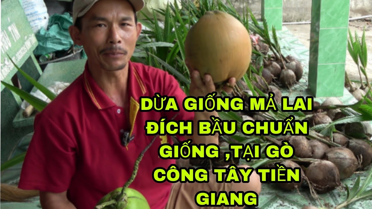 DỪA GIỐNG MÃ LAI  ĐÍCH BẦU  CHUẨN GIỐNG 100 PHẦN TRĂM ,,,GIÁ SIÊU RẼ