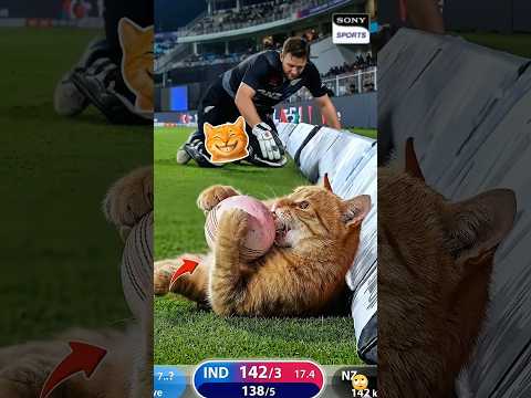Cat Suddenly Grabs the Ball in Live Cricket Match 😺🏏 #shorts thumbnail