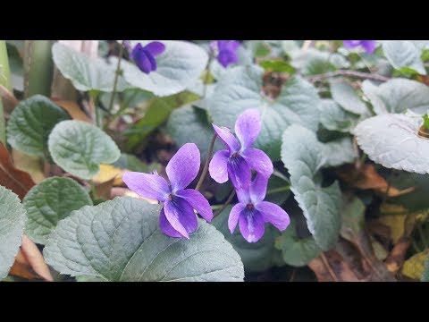 Video: Cómo Lograr Una Flor Violeta Que Asiente Con La Cabeza