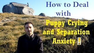 How to Deal With Puppy Crying and Separation Anxiety - Dog Training Nibbles Ep8