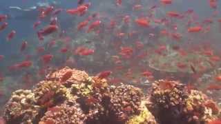 Puerto Galera, Philippines May 2014