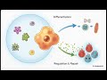 Lomecel-B Trial Explained: Can We Treat Ageing Now? | Rungta IAS