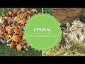 Грибы. Ченнелинг (Интересные факты о грибах) - Лабиринты Знаний