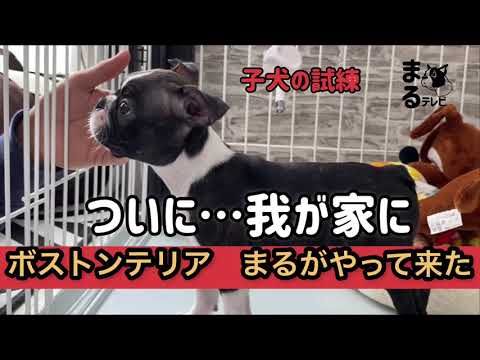 【お迎え初日】ボストンテリアまる　　　　　　産まれてはじめての試練