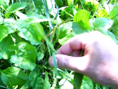 Day Hike ( part 3 ) Common Plantain