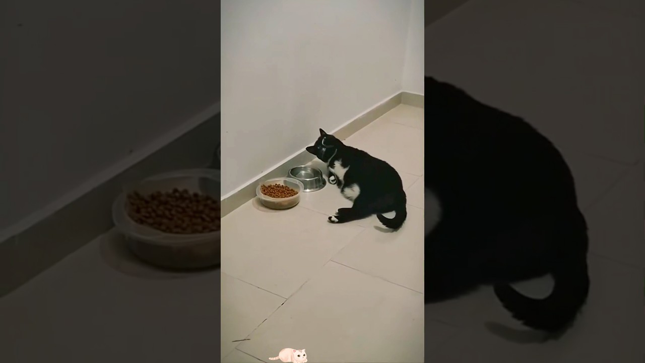 Husky in a cat #funny #cat #funnypets #cute #pets