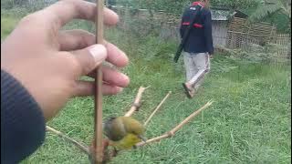 mikat SOGON pakek jontrot !!!