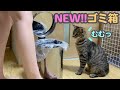 子猫のいたずら防止対策に、蓋つきゴミ箱を購入した結果がこちらです
