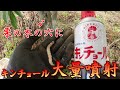 栗の木の防虫防除【キンチョール大量噴射して栗の木の穴から出てきたものは】