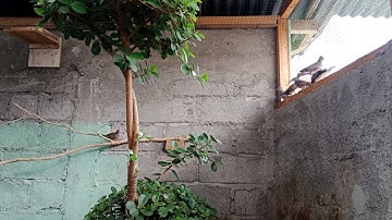 Mini aviary perkutut lokal lumayan buat hiburan