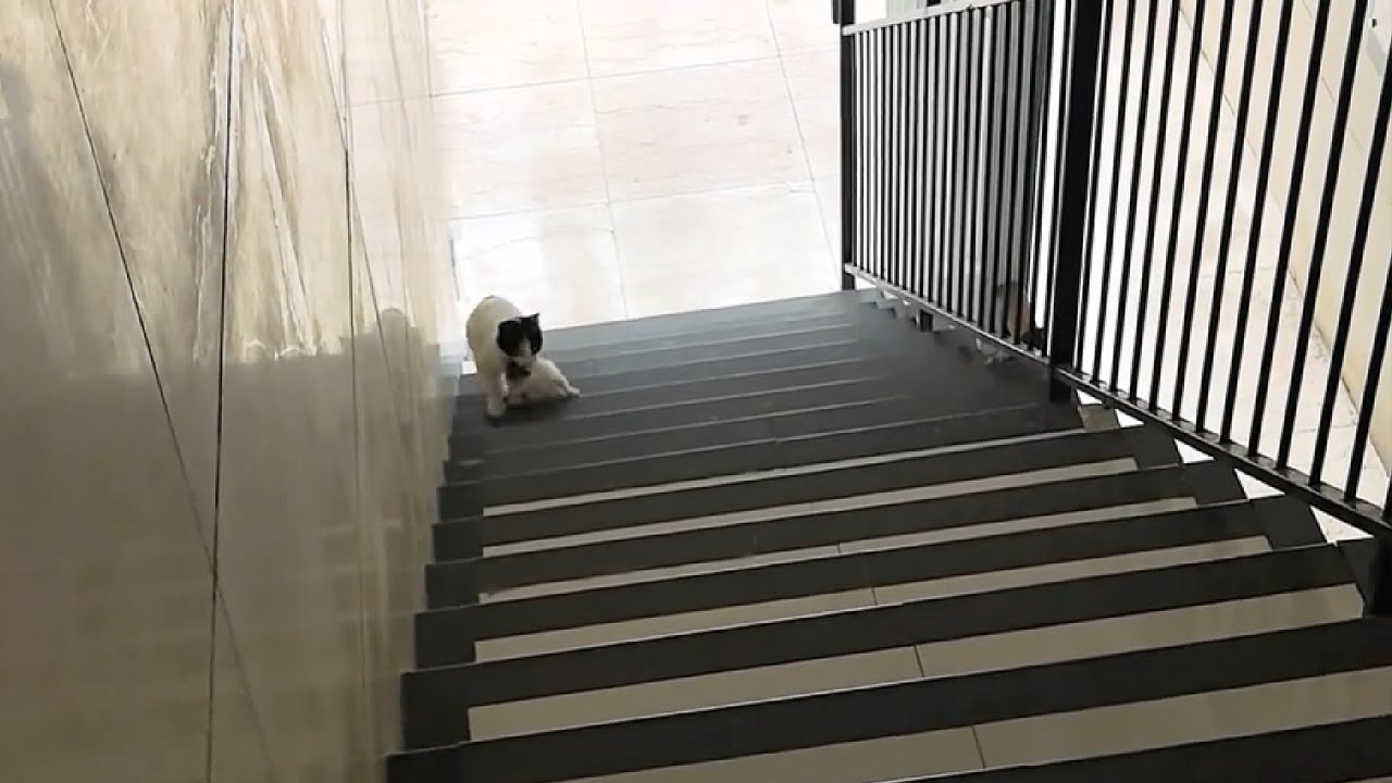 Я тебе своих деток принесла!