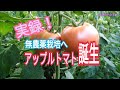 【誕生！】新感覚🍅アップルトマト（クロレラ配合）　タネのハシモト