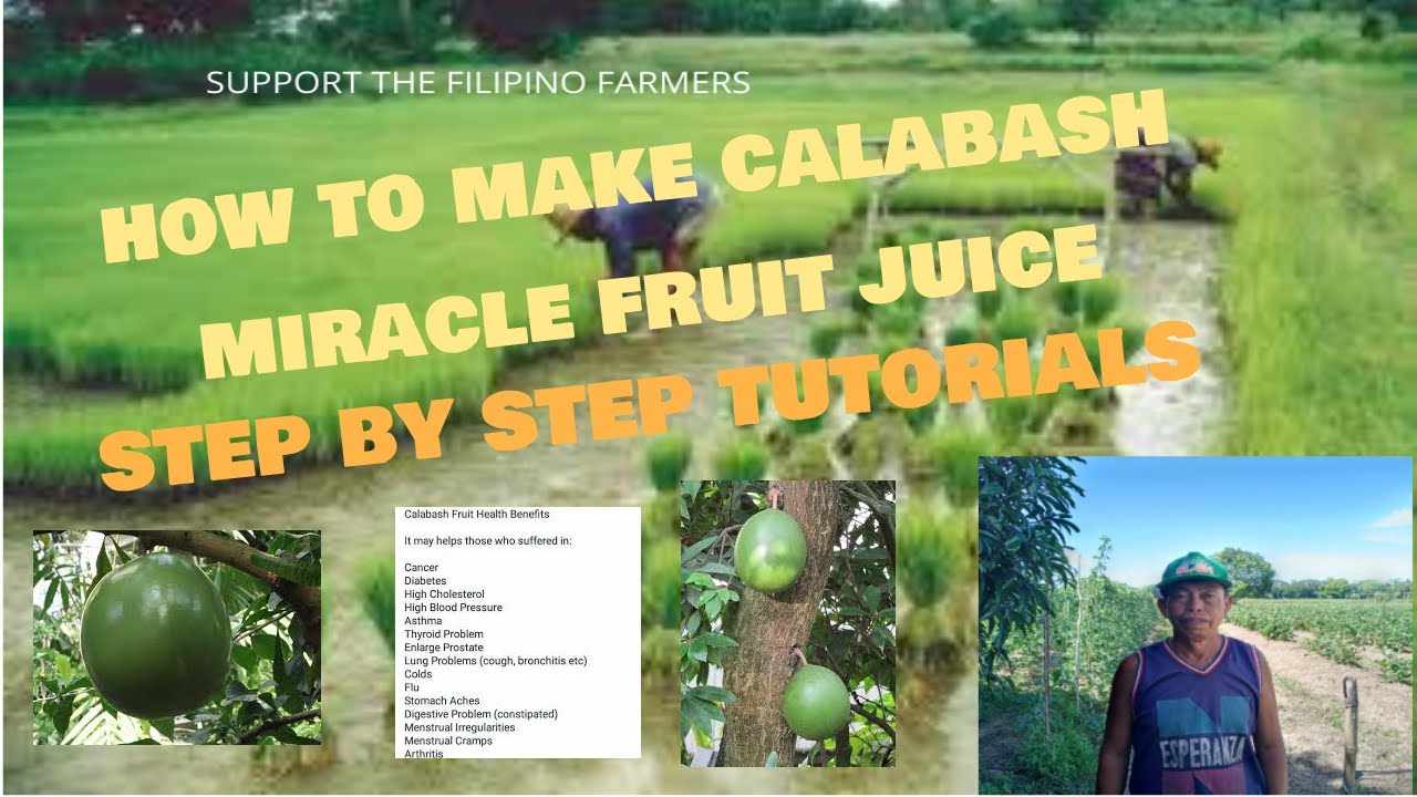 How To Make Calabash Miracle Fruit Juice (Step by Step Tutorials) YouTube
