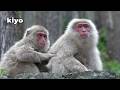 【地獄谷野猿公苑】☆ トックリ00　全記録集　2017年 ☆　～ニホンザル～ / snowmonkey