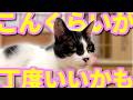 【ねこ動画】ねこ「こんくらいがちょうど良いかも」