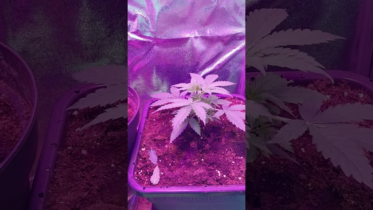 AK 47 AUTOFLOWER RUN!! ( NORDLAND GENTIC)