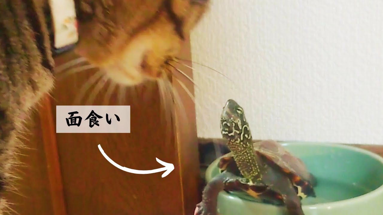 猫に恋するスケボー亀、そして猫たちのご紹介【Skateboard turtle in