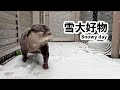 マジ雪最高だぜっ！なカワウソたち